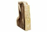 Polished, Petrified Wood (Metasequoia) Stand Up - Oregon #193609-1